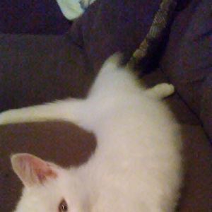 Meet your Posher, Robin